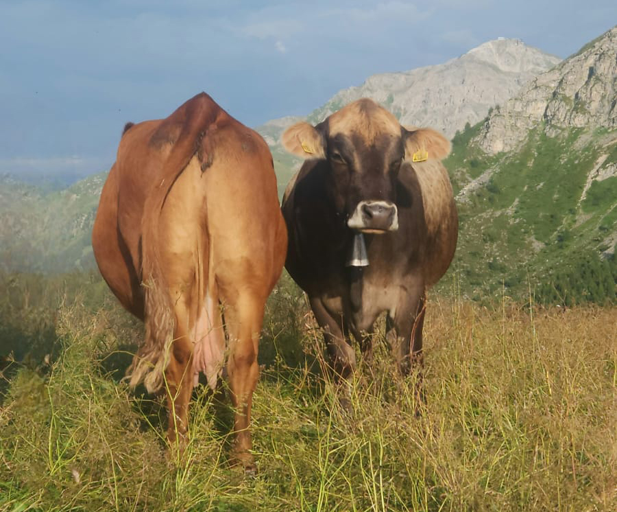 Vaches en alpage face aux montagnes